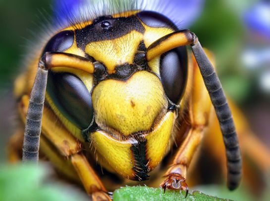 640px-face_of_a_southern_yellowjacket_queen_28vespula_squamosa29